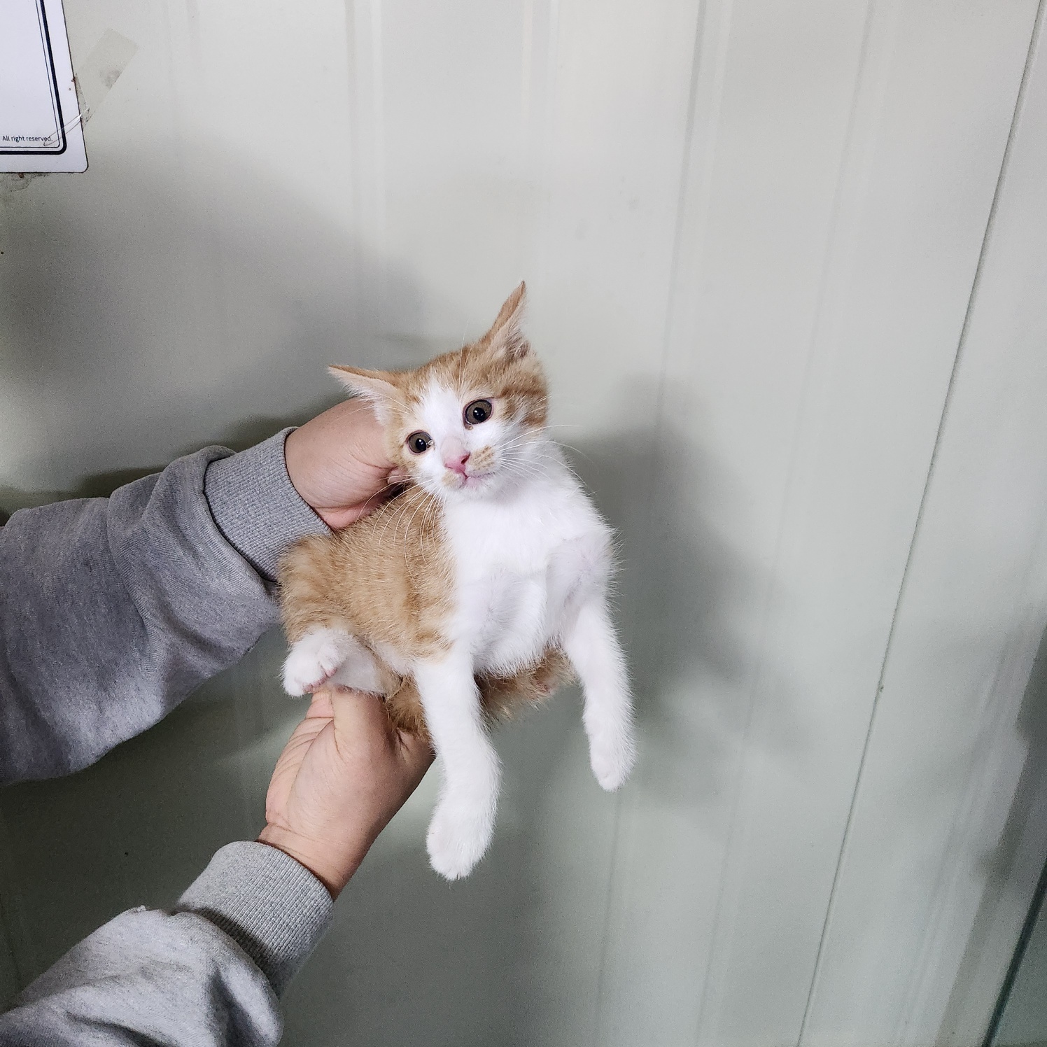 부산동물보호센터_426332202500145